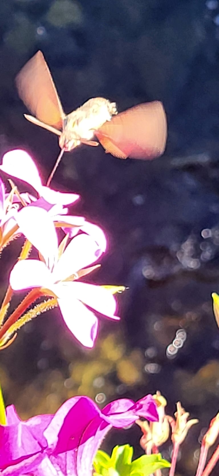 Uma mariposa-esfinge adulta de corpo fusiforme e asas castanhas, pairando diante de uma flor, com a longa probóscide estendida.