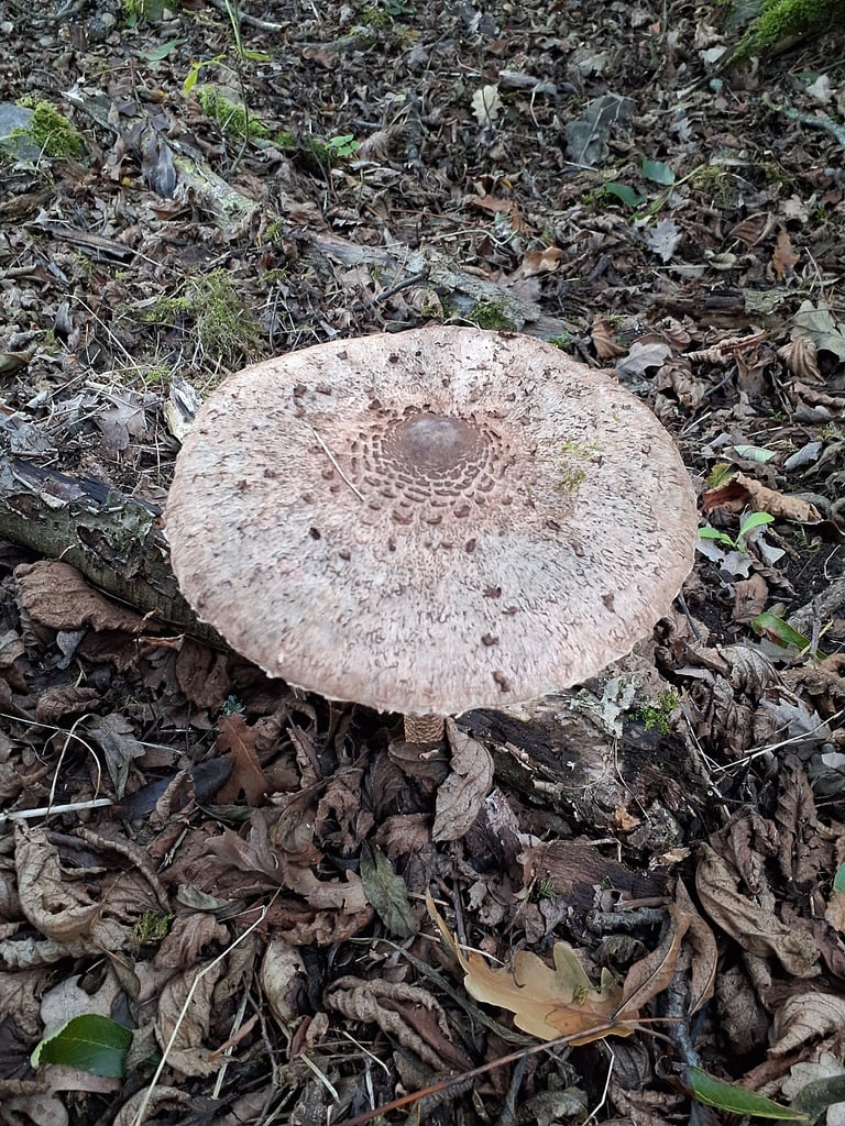 Ein erwachsener Riesenschirmling mit großem, schirmförmigem Hut, schuppigem Stiel und beweglichem Ring
