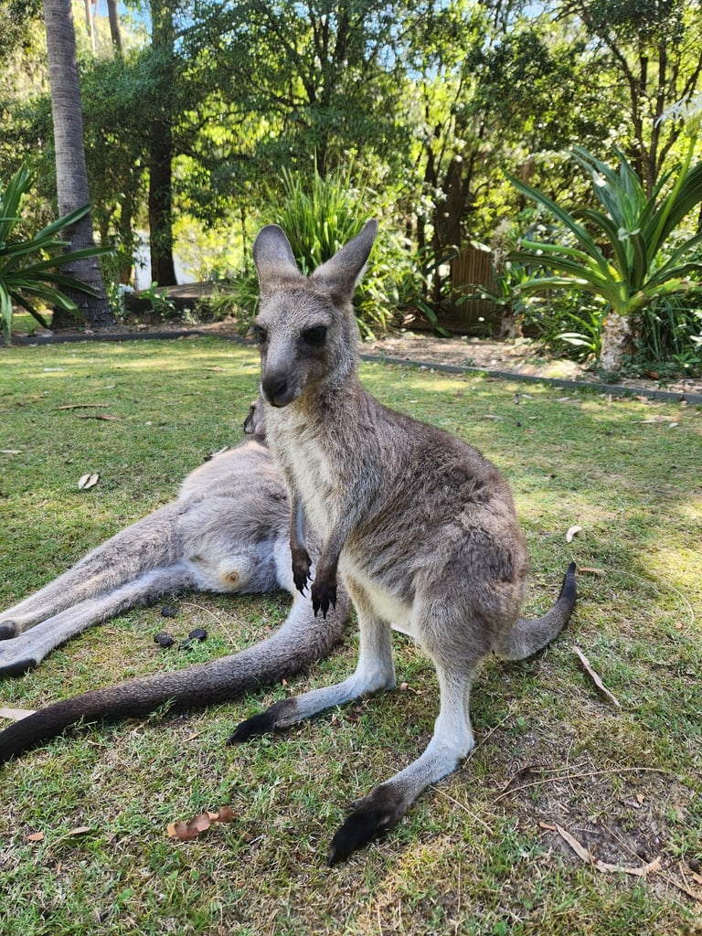 Un grand kangourou gris au pelage doux et clair, dressé sur ses pattes arrière, avec un ventre plus pâle