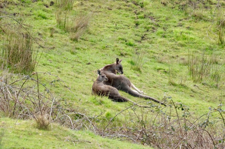 A large eastern grey kangaroo standing upright on its hind legs and tail, with soft grey fur, a pale cream belly, large rounded ears and wide dark eyes, in open grassland near woodland cover.