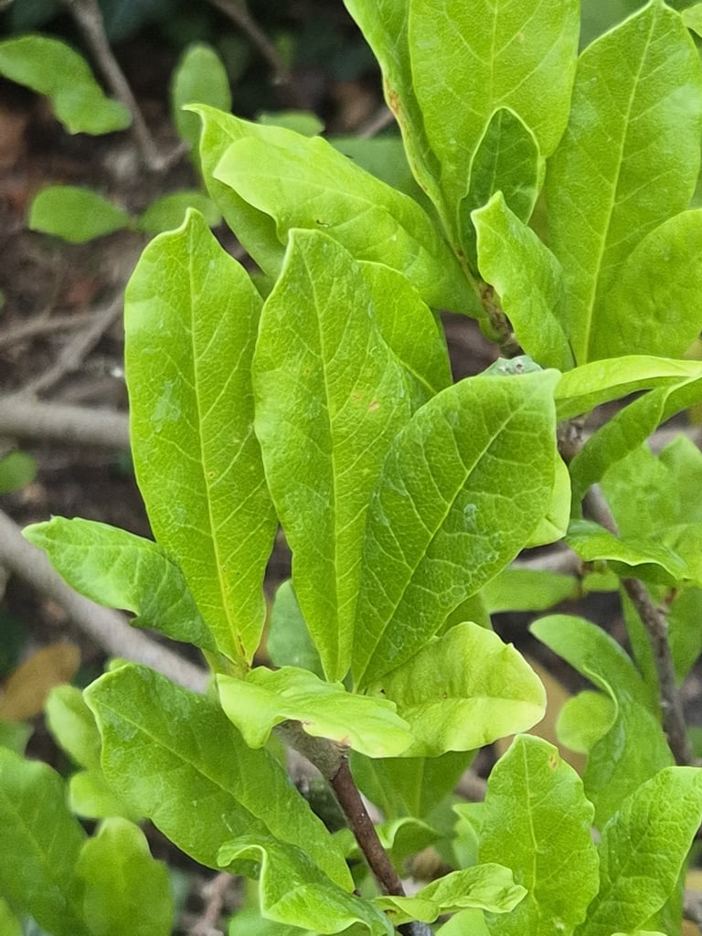 पत्तों के खुलने से पहले नंगी शाखाओं पर सफेद, तारे-जैसे फूलों से लदा एक छोटा पर्णपाती मैगनोलिया वृक्ष