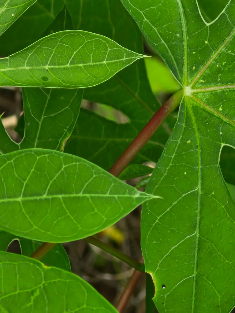 A woody cassava shrub with palmately lobed leaves and pale, tapered tuberous roots exposed at its base.