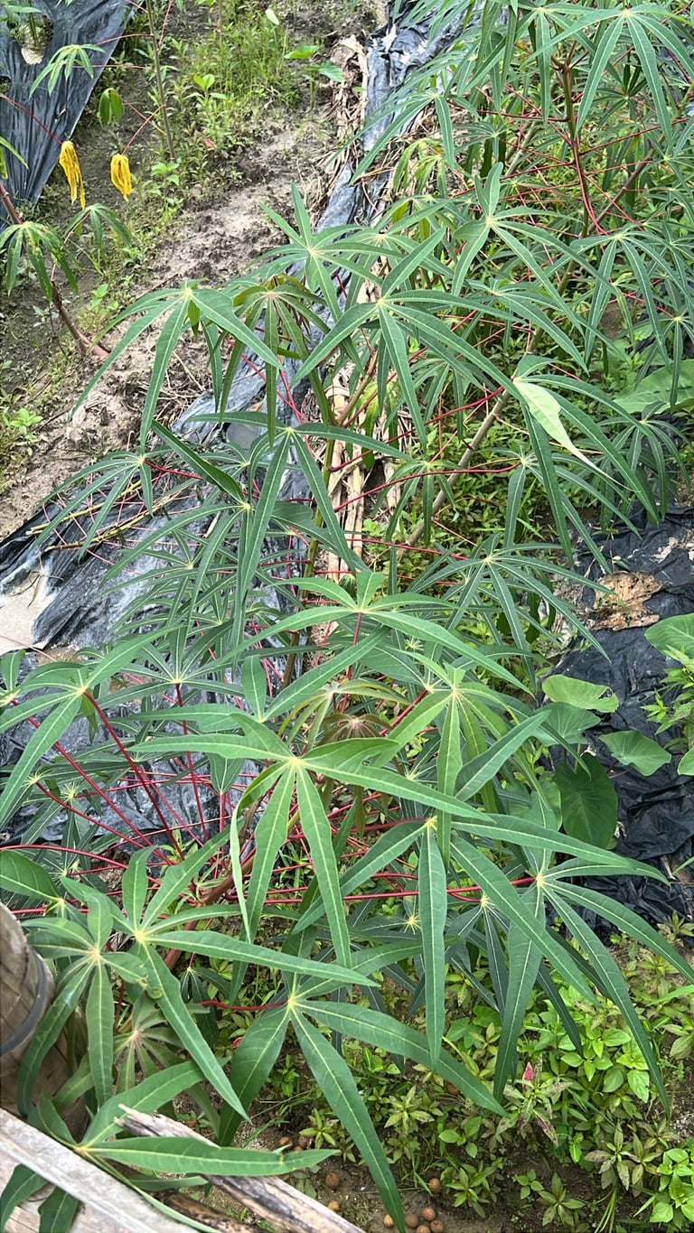 A woody cassava shrub with palmately lobed leaves and pale, tapered tuberous roots exposed at its base.