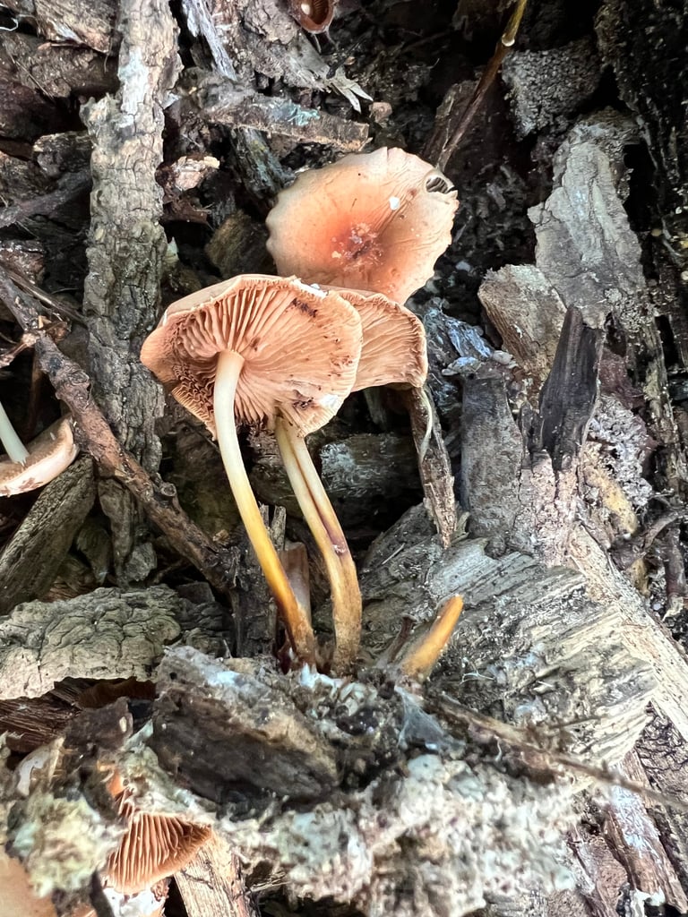 A small mushroom with a brown, felted, bell-shaped to flat cap, distant cream gills with dark brown edges, and a shiny, horny dark brown stem growing on leaf litter