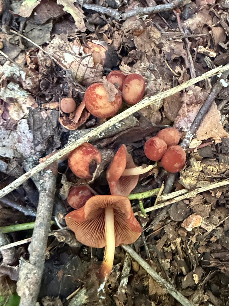 A small mushroom with a brown, felted, bell-shaped to flat cap, distant cream gills with dark brown edges, and a shiny, horny dark brown stem growing on leaf litter