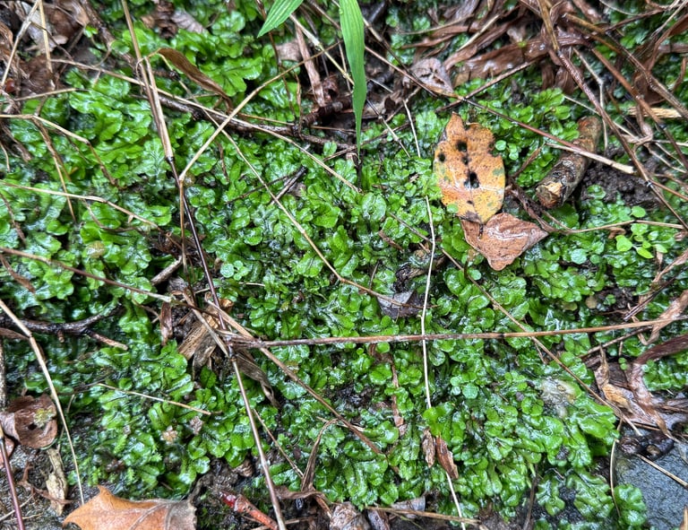 A green, flattened, ribbon-like liverwort thallus with forked branches and a polygonal surface pattern, growing in a rosette on damp soil, with thread-like rhizoids visible on its underside.