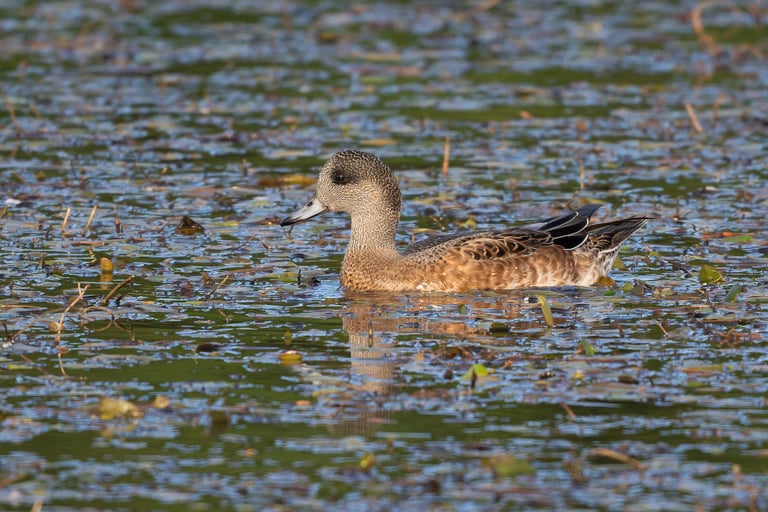 A medium-sized dabbling duck with a round head, short neck, and small pale blue bill, the male showing a cream-colored crown stripe, green eye mask, and white shoulder patches