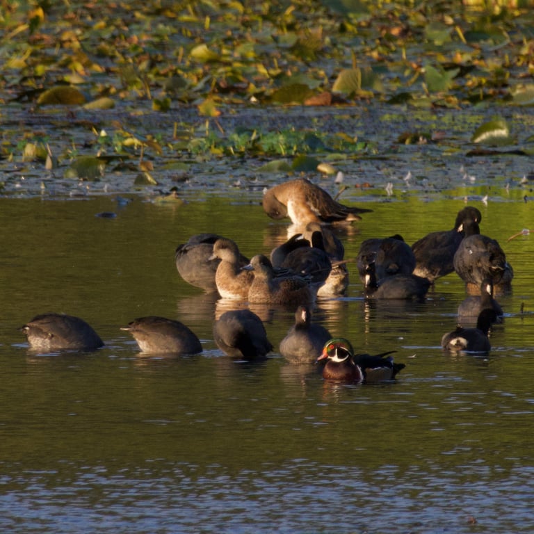 A medium-sized dabbling duck with a round head, short neck, and small pale blue bill, the male showing a cream-colored crown stripe, green eye mask, and white shoulder patches