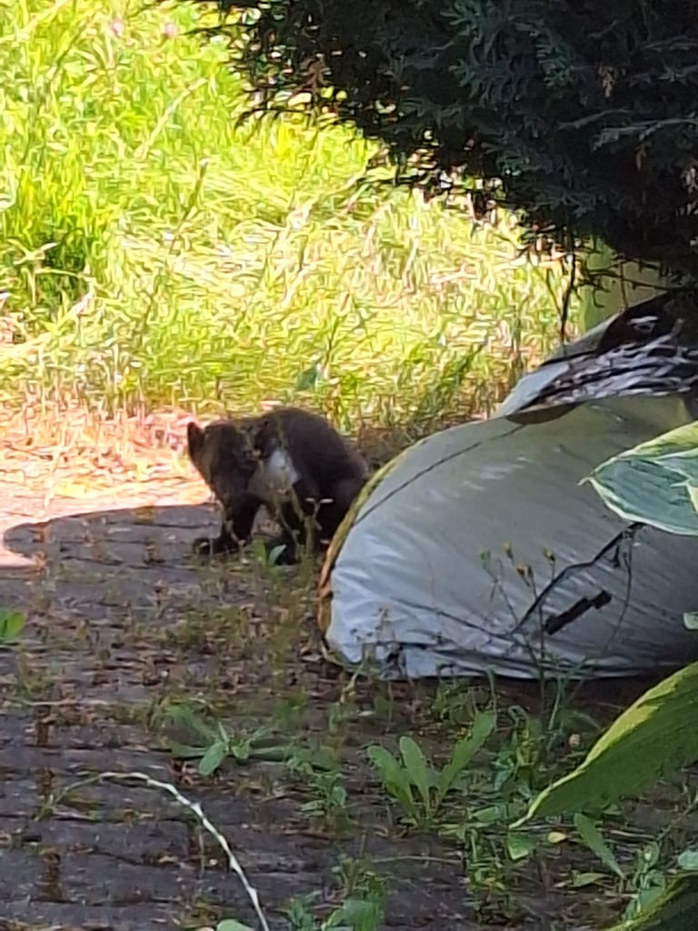 A slender mustelid with coarse grey-brown fur, a dark bushy tail, and a white throat patch extending onto the legs, perched on a rocky ledge
