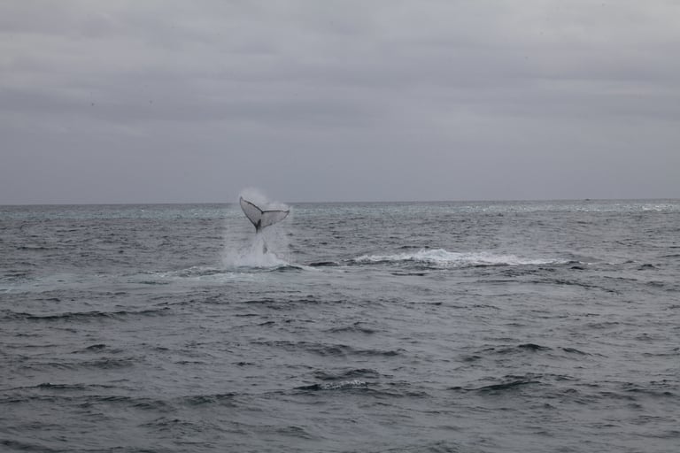 A large dark-gray to black baleen whale with a stocky body, long white-edged pectoral flippers about one-third of its body length, a small dorsal fin, and knobby tubercles on its head and lower jaw.