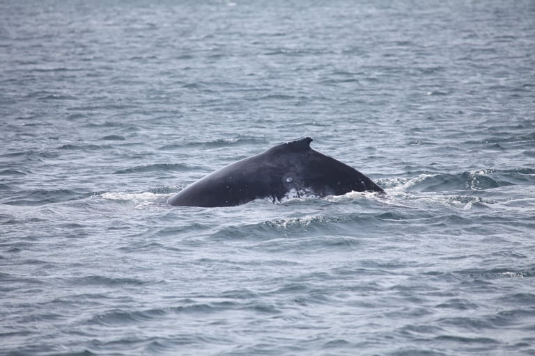 A large dark-gray to black baleen whale with a stocky body, long white-edged pectoral flippers about one-third of its body length, a small dorsal fin, and knobby tubercles on its head and lower jaw.