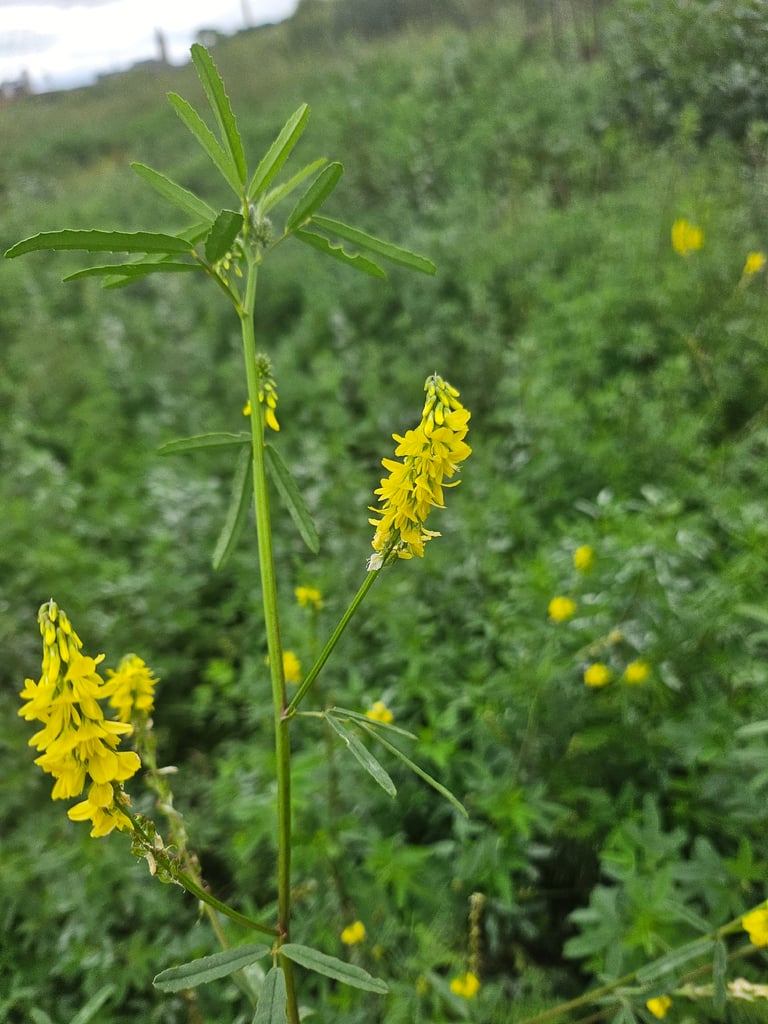 A tall, leafy sweetclover plant with small yellow flowers clustered along upright stems