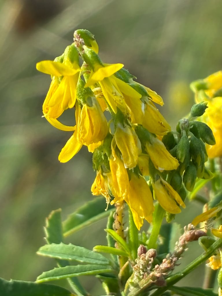 A tall, leafy sweetclover plant with small yellow flowers clustered along upright stems