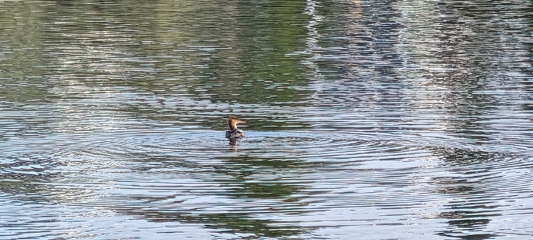 A red-breasted merganser swimming on water, showing a spiky crest, thin serrated red bill, and dark green head with a white neck and rusty breast in the male, or a rusty head with greyish-brown body in the female