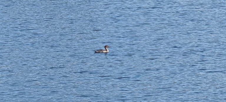 A red-breasted merganser swimming on water, showing a spiky crest, thin serrated red bill, and dark green head with a white neck and rusty breast in the male, or a rusty head with greyish-brown body in the female