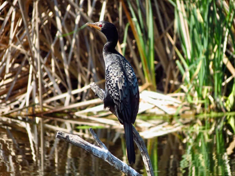 A small black cormorant with a green gloss, silvery wing coverts, a short crest, a red or yellow face patch, and a yellow bill, perched near water