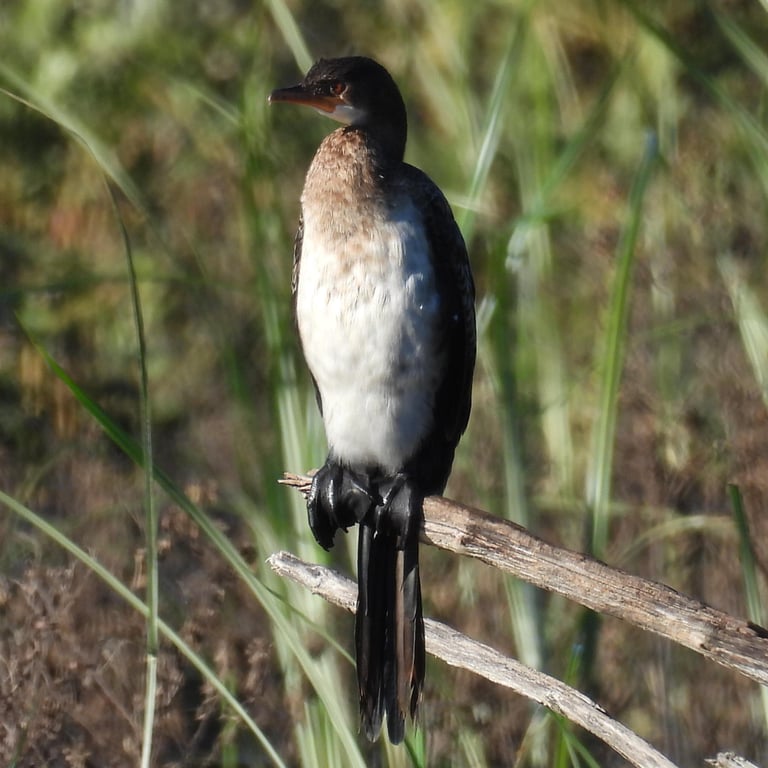 A small black cormorant with a green gloss, silvery wing coverts, a short crest, a red or yellow face patch, and a yellow bill, perched near water