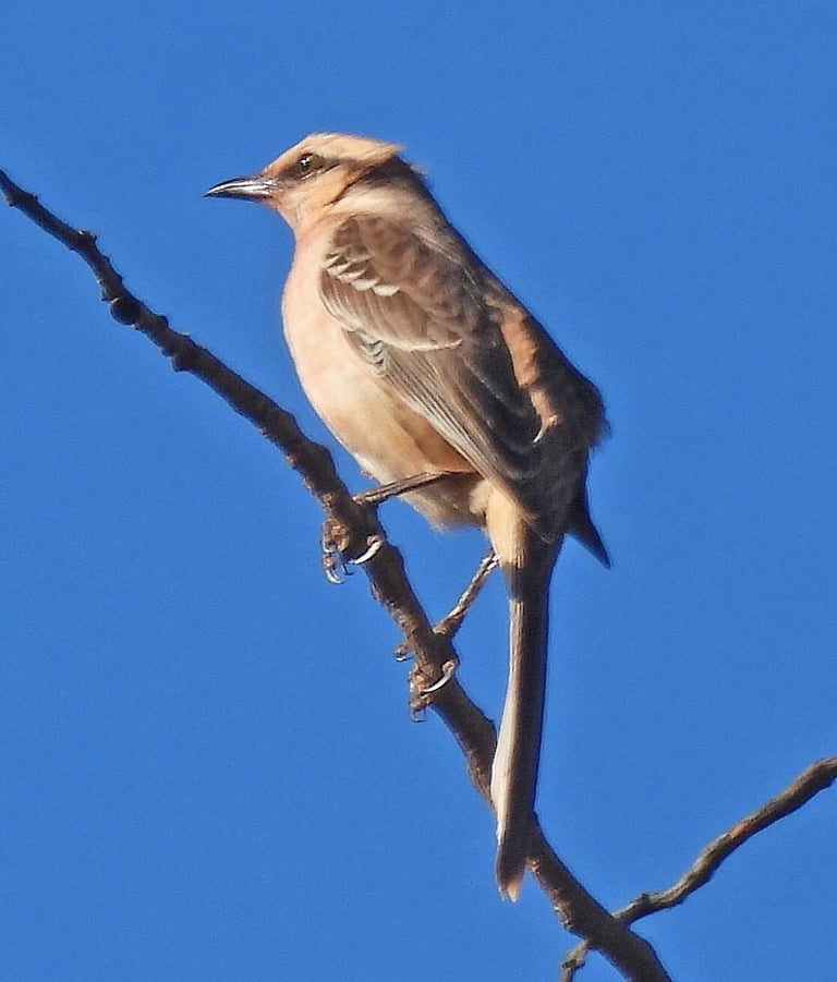 A grayish-brown mockingbird with a broad white eyebrow stripe, blackish eye-line, white cheeks, streaked brown upperparts, and a whitish underside with a faint gray-tinged breast, perched in open habitat