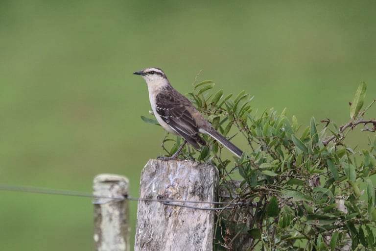 A grayish-brown mockingbird with a broad white eyebrow stripe, blackish eye-line, white cheeks, streaked brown upperparts, and a whitish underside with a faint gray-tinged breast, perched in open habitat