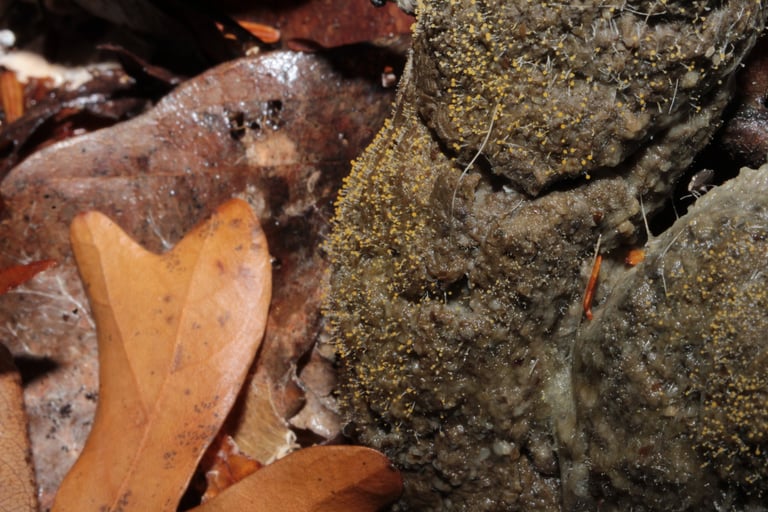 A fluffy, cotton-like colony of Mucor mucedo with grey, thread-like hyphae