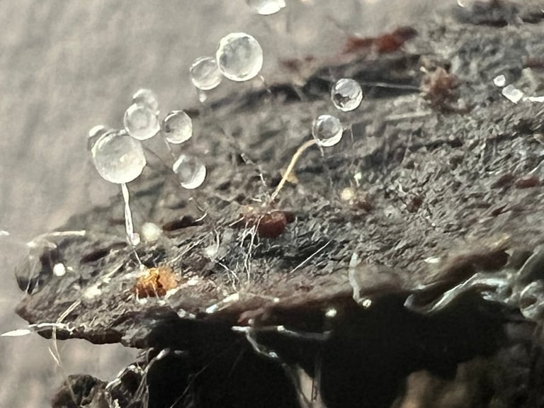 A fluffy, cotton-like colony of Mucor mucedo with grey, thread-like hyphae