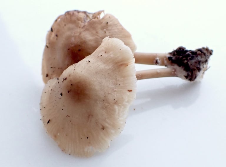 A small mushroom with a bell-shaped, radially grooved tan-brown cap, pale pink-flushed gills, and a slender, hollow, grayish stem growing in a small cluster on a decaying log.