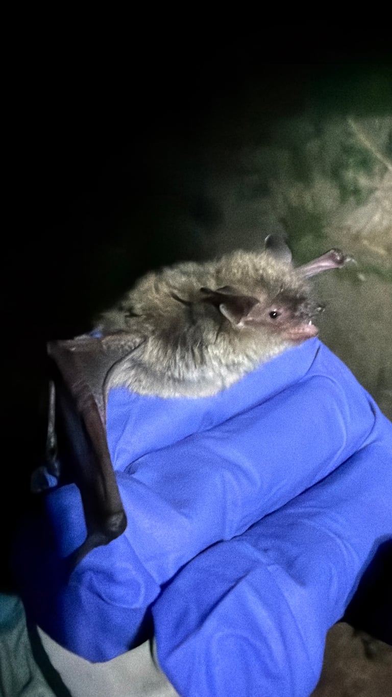 A large bat with a long, broad muzzle and big ears with a black-tipped tragus, reddish-brown fur on its back and a pale, dirty-white underside, shown roosting on a cave wall.
