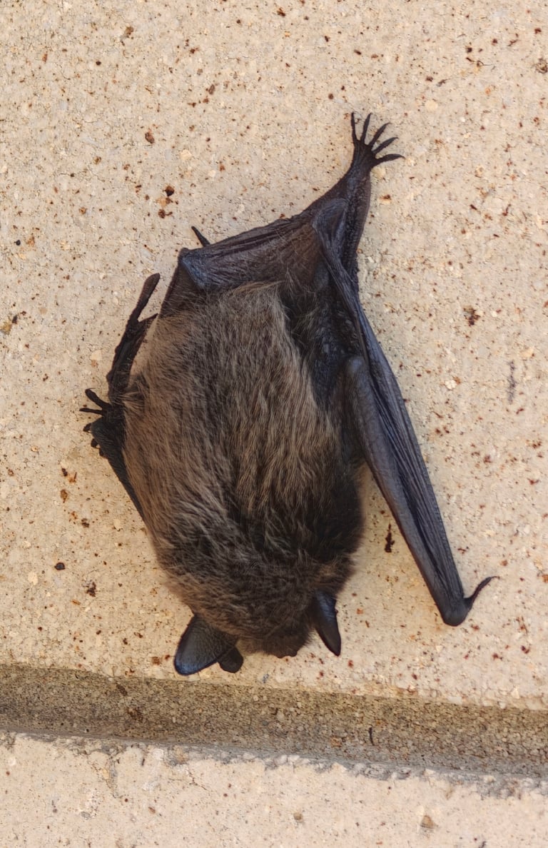 A large bat with a long, broad muzzle and big ears with a black-tipped tragus, reddish-brown fur on its back and a pale, dirty-white underside, shown roosting on a cave wall.