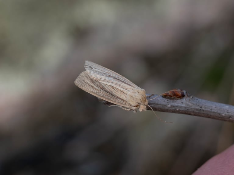黄土色がかった翅に白い翅脈と暗い筋があるヤガ科のガの成虫