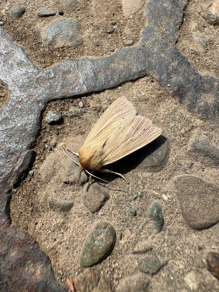 黄土色がかった翅に白い翅脈と暗い筋があるヤガ科のガの成虫