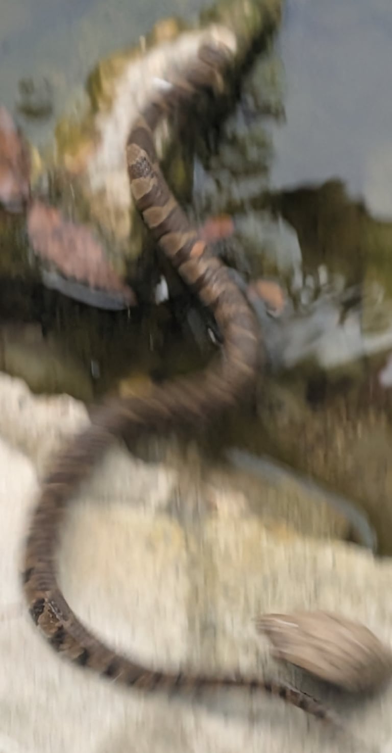 A slender, olive-green to grey-brown snake with a pale yellow and black collar behind its head, a whitish belly marked with irregular black blotches, resting near the edge of a pond.