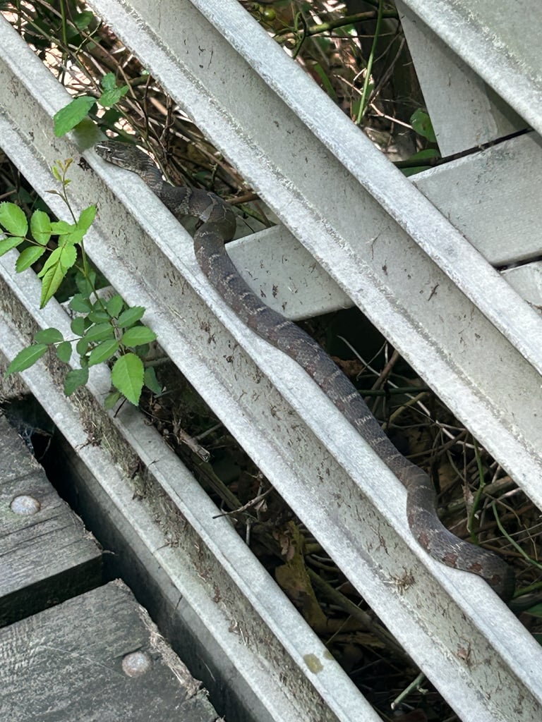 A slender, olive-green to grey-brown snake with a pale yellow and black collar behind its head, a whitish belly marked with irregular black blotches, resting near the edge of a pond.