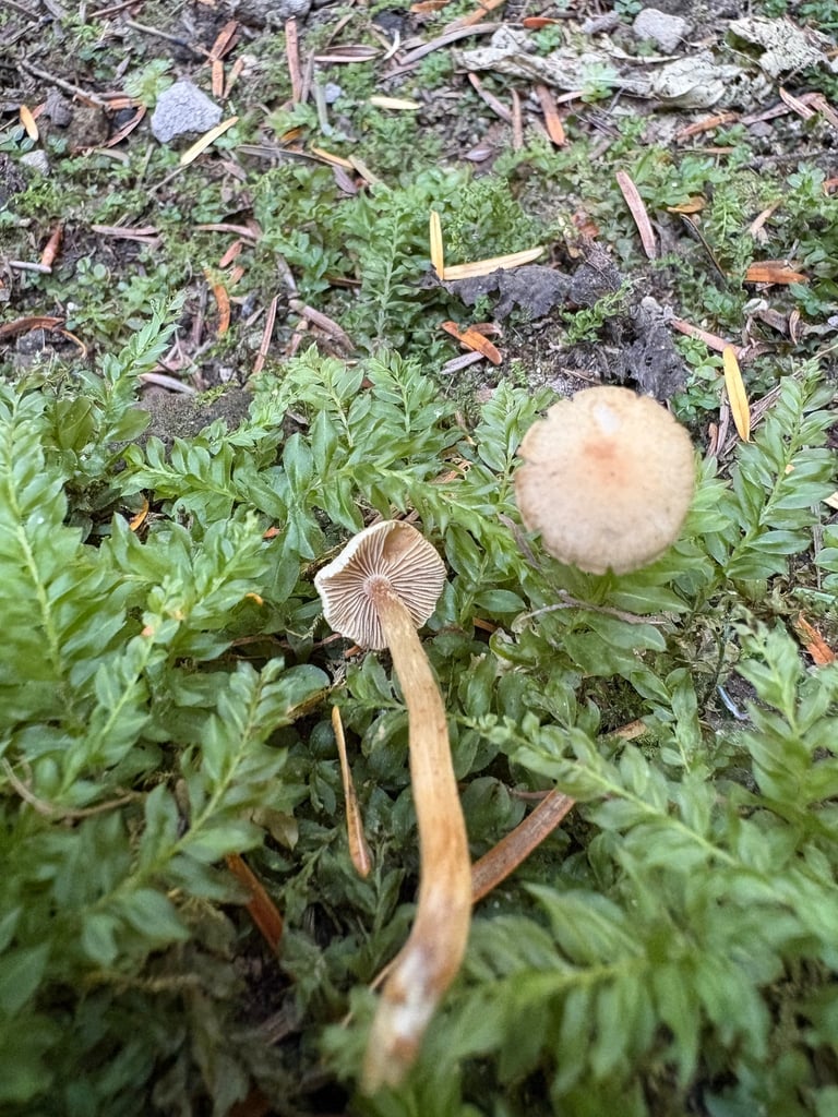 A small brown mushroom with a convex cap, brown gills, and a slender yellowish-brown stem growing near alder trees