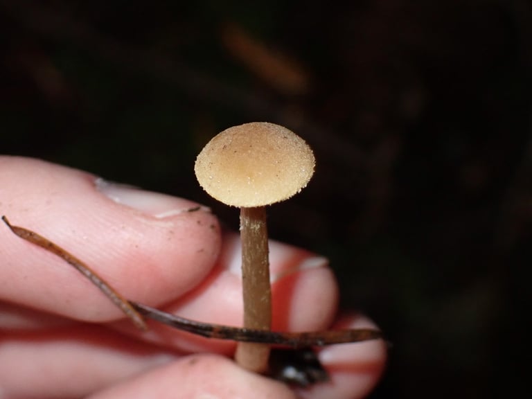 A small brown mushroom with a convex cap, brown gills, and a slender yellowish-brown stem growing near alder trees