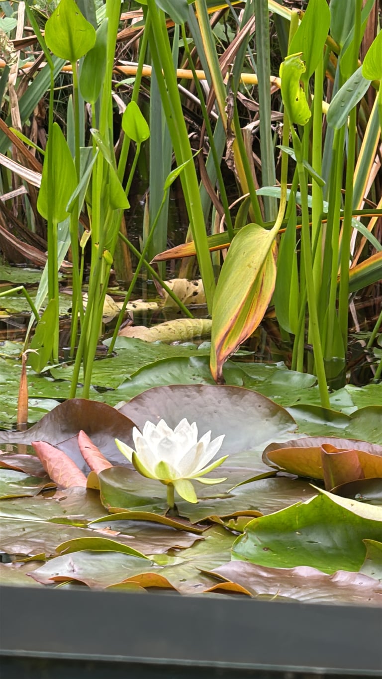 A white water lily floating on calm water, with round dark green leaves and a star-shaped white flower surrounded by numerous yellow stamens.