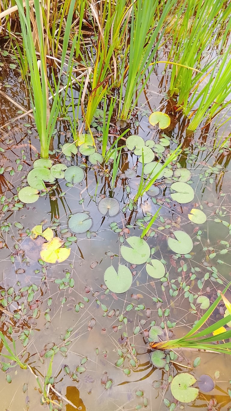 A white water lily floating on calm water, with round dark green leaves and a star-shaped white flower surrounded by numerous yellow stamens.