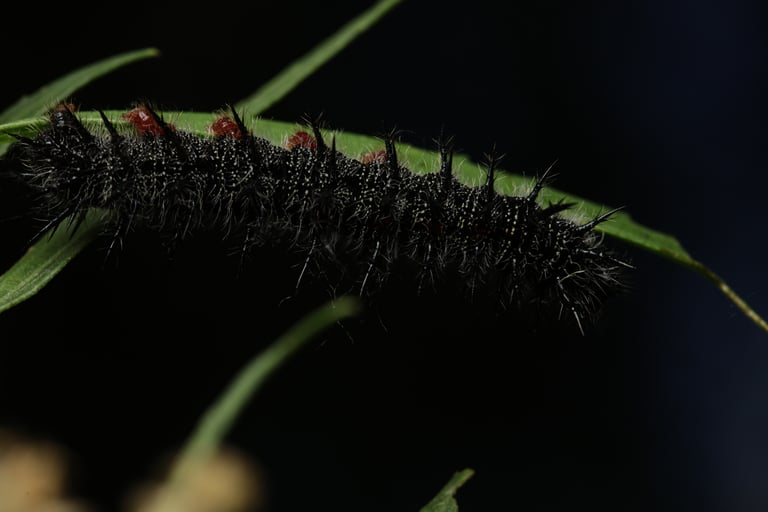 A mourning cloak butterfly with dark maroon wings edged in ragged pale-yellow borders and a row of iridescent blue spots along the black band, perched with wings folded on tree bark