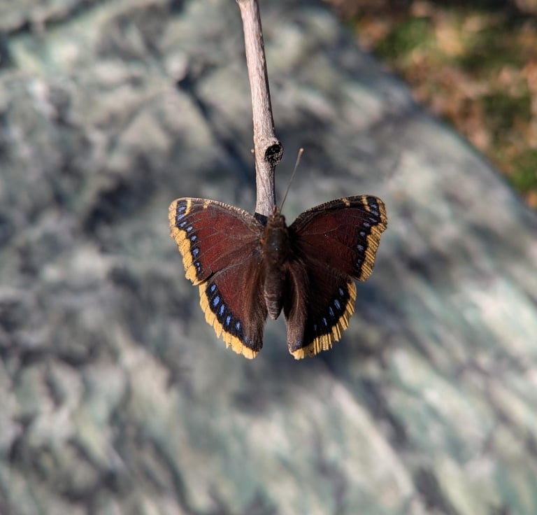 A mourning cloak butterfly with dark maroon wings edged in ragged pale-yellow borders and a row of iridescent blue spots along the black band, perched with wings folded on tree bark