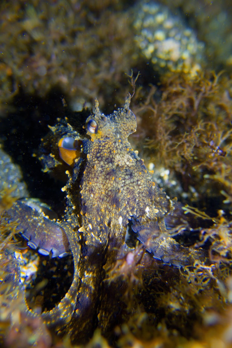 A common octopus with a soft, bulbous mantle and eight long, tapering arms lined with suckers, its mottled brown-and-cream skin blending into a rocky seafloor.