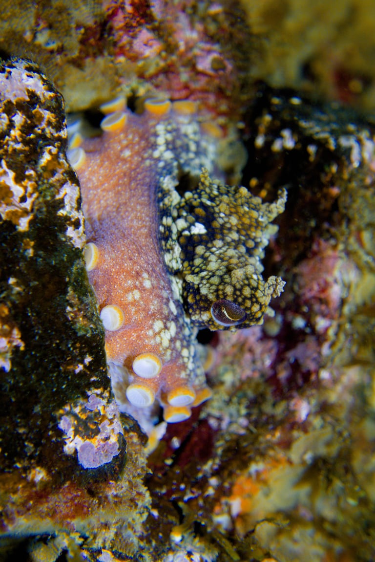 A common octopus with a soft, bulbous mantle and eight long, tapering arms lined with suckers, its mottled brown-and-cream skin blending into a rocky seafloor.