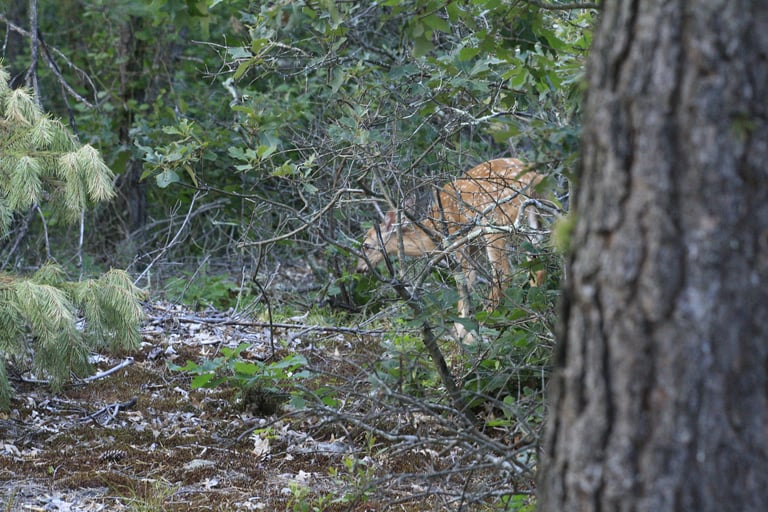 A reddish-brown deer with a slender build, large ears, and a raised, white-bottomed tail, standing alert in a wooded clearing.