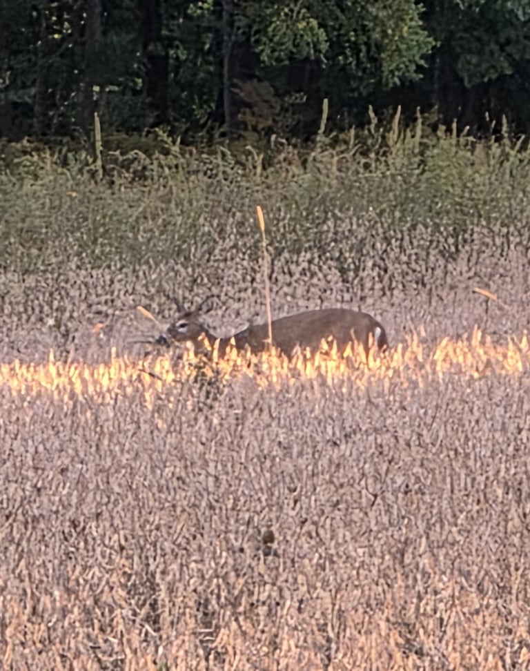 A reddish-brown deer with a slender build, large ears, and a raised, white-bottomed tail, standing alert in a wooded clearing.