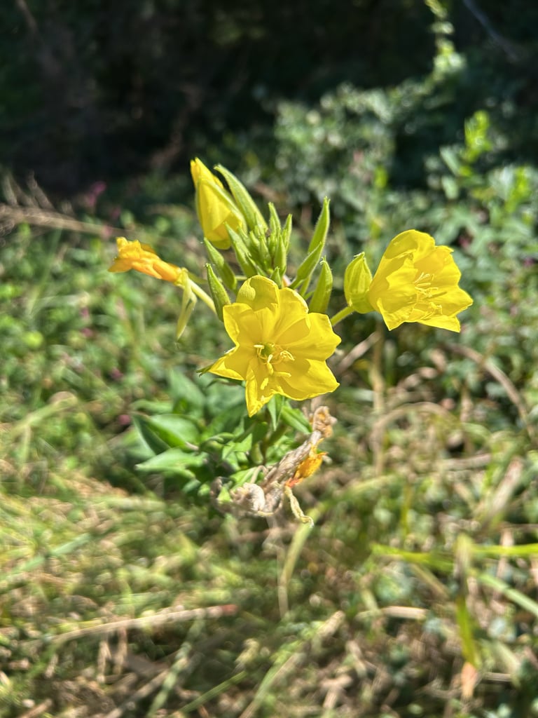 A flowering common evening-primrose with yellow four-petaled blooms on a tall, leafy stem