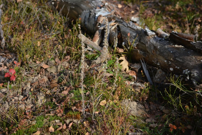 A heath cudweed plant, a small perennial herb with narrow, woolly leaves and clusters of pale brown flower heads.