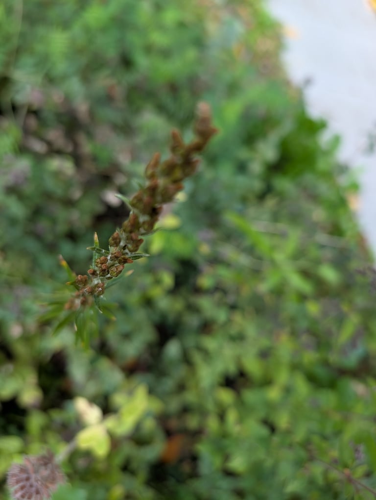 A heath cudweed plant, a small perennial herb with narrow, woolly leaves and clusters of pale brown flower heads.