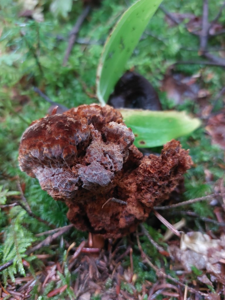 A felty, rusty-brown bracket fungus with a pale, wavy margin growing at the base of a conifer trunk