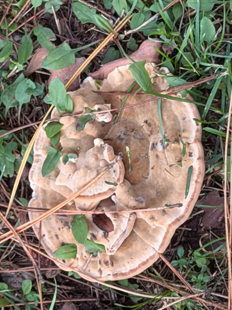 A felty, rusty-brown bracket fungus with a pale, wavy margin growing at the base of a conifer trunk