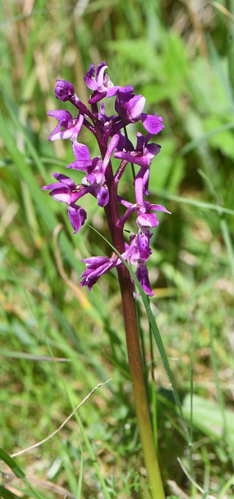 Un'orchidea con stelo alto fino a 50-60 centimetri, fiori rosa-violacei riuniti in una spiga cilindrica e foglie oblunghe alla base