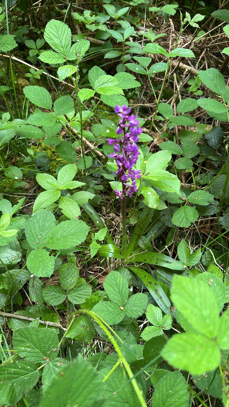 Un'orchidea con stelo alto fino a 50-60 centimetri, fiori rosa-violacei riuniti in una spiga cilindrica e foglie oblunghe alla base