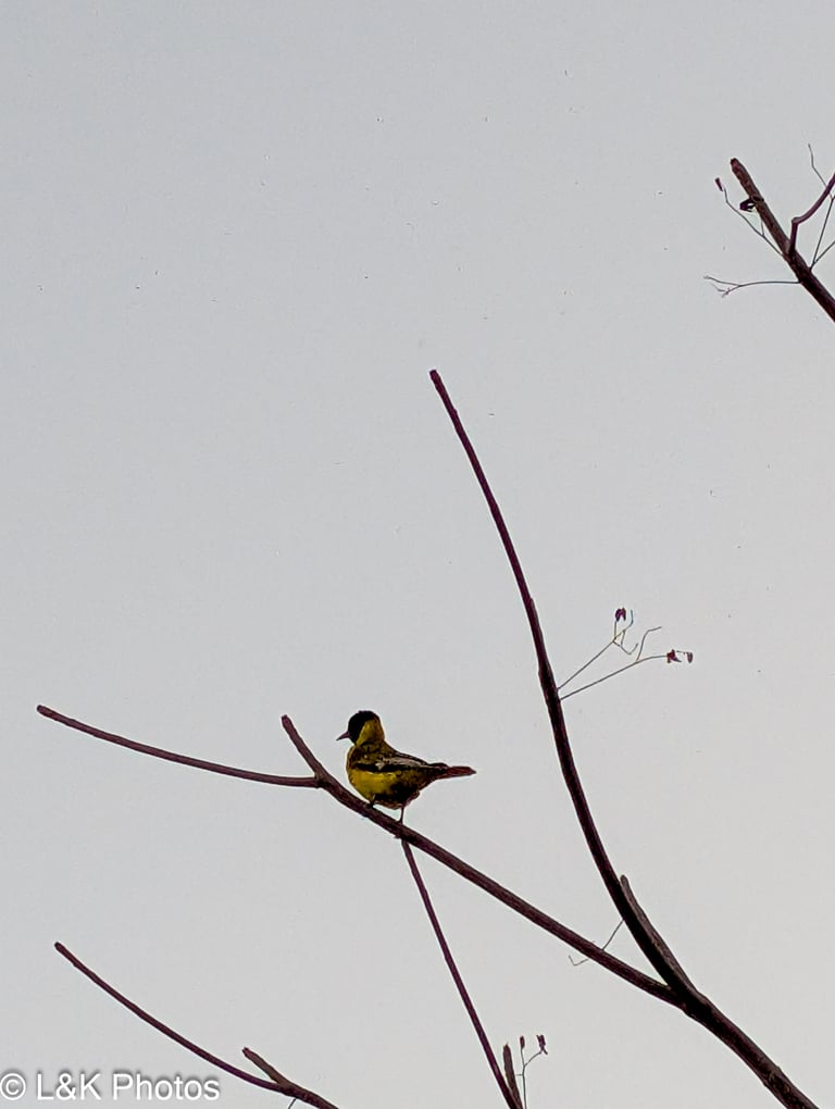 A bird with a bright yellow body, contrasting black head, and a flesh-colored beak, perched in a leafy canopy